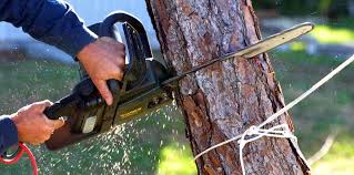 Reliable Kermit, TX Tree Removal and Landscaping Services Solutions